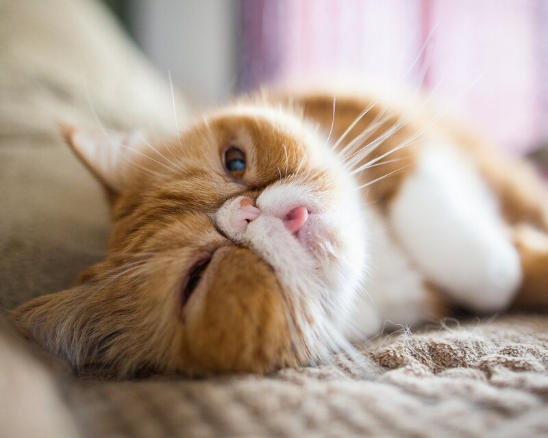 Orange and White Cat — Relaxed, Photograph, Blanket