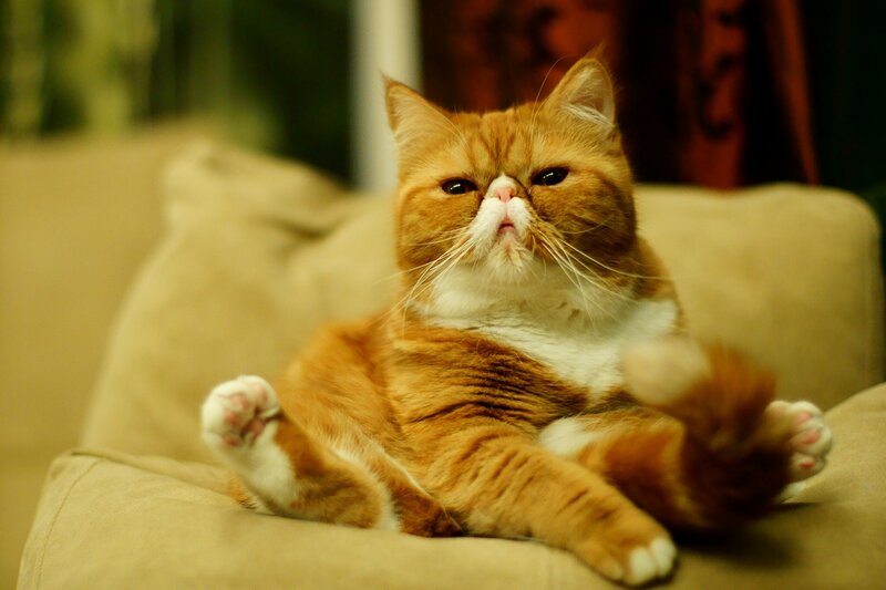 Orange and White Cat — Relaxed, Photograph, Couch