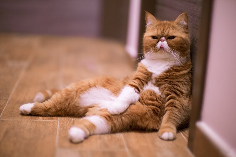Orange and White Cat — Relaxed, Photograph, Floor