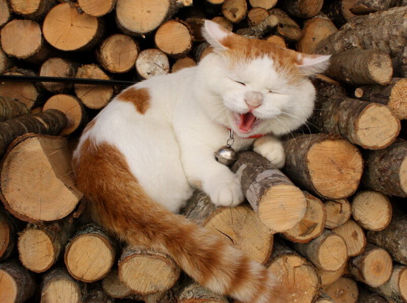 Orange and White Cat — Relaxed, Photograph, Logs