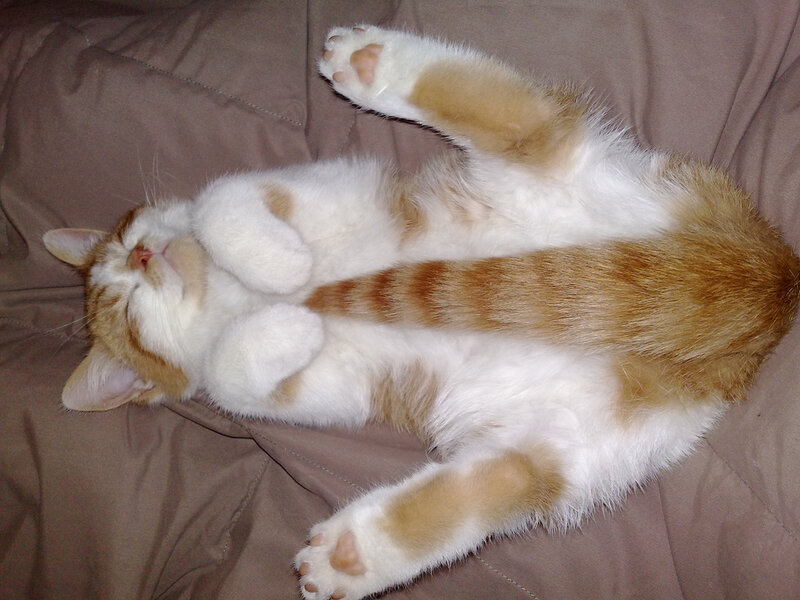 Orange and White Cat — Relaxed, Photograph, Pillow