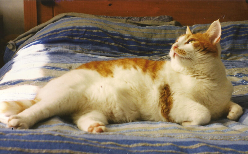 Orange and White Cat — Relaxed, Photograph