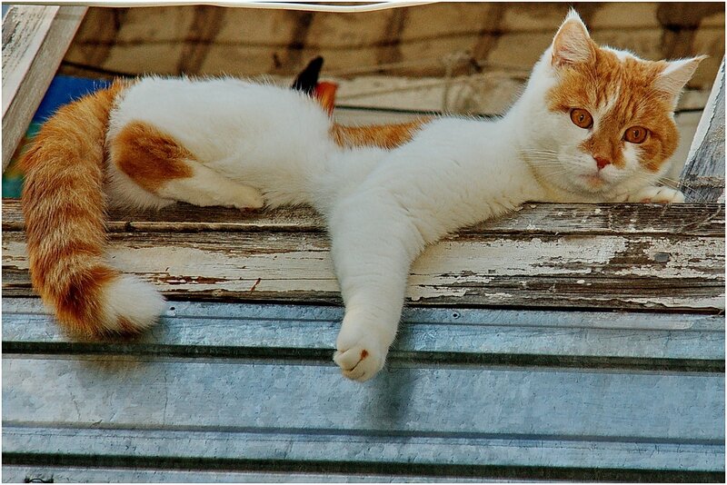 Orange and White Cat — Relaxed, Photograph, Wooden Surface