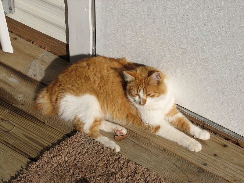 Orange and White Cat — Relaxed