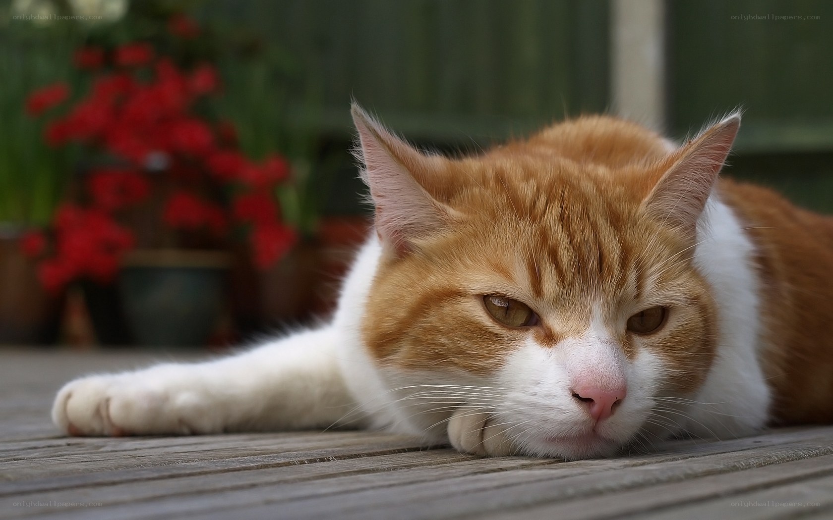 orange and white cat resting