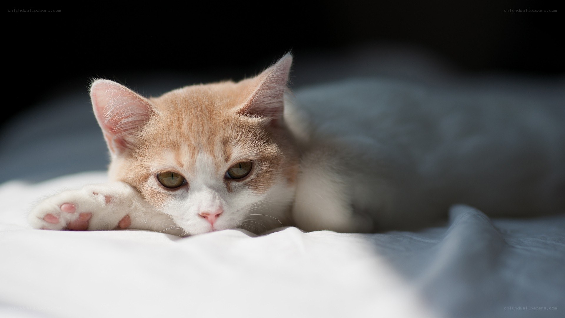 orange and white cat resting