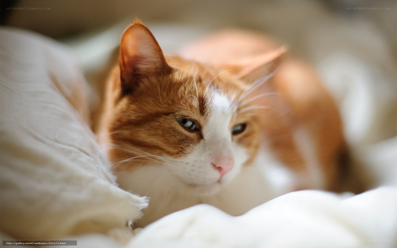 orange and white cat resting