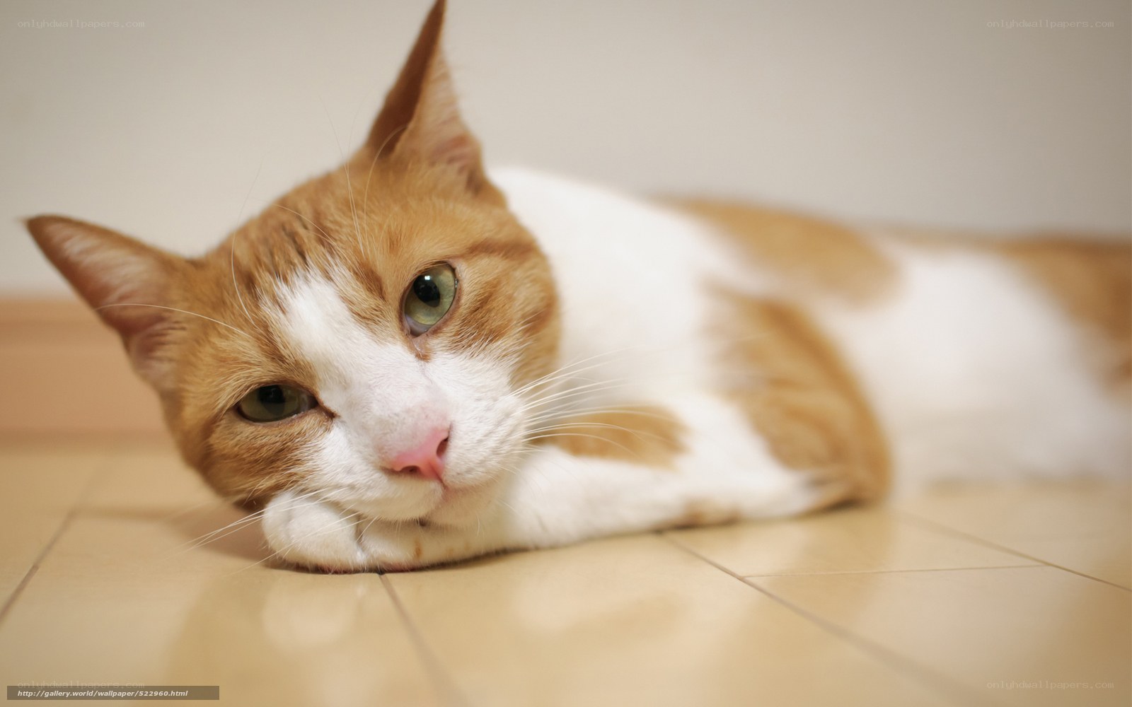 orange and white cat resting