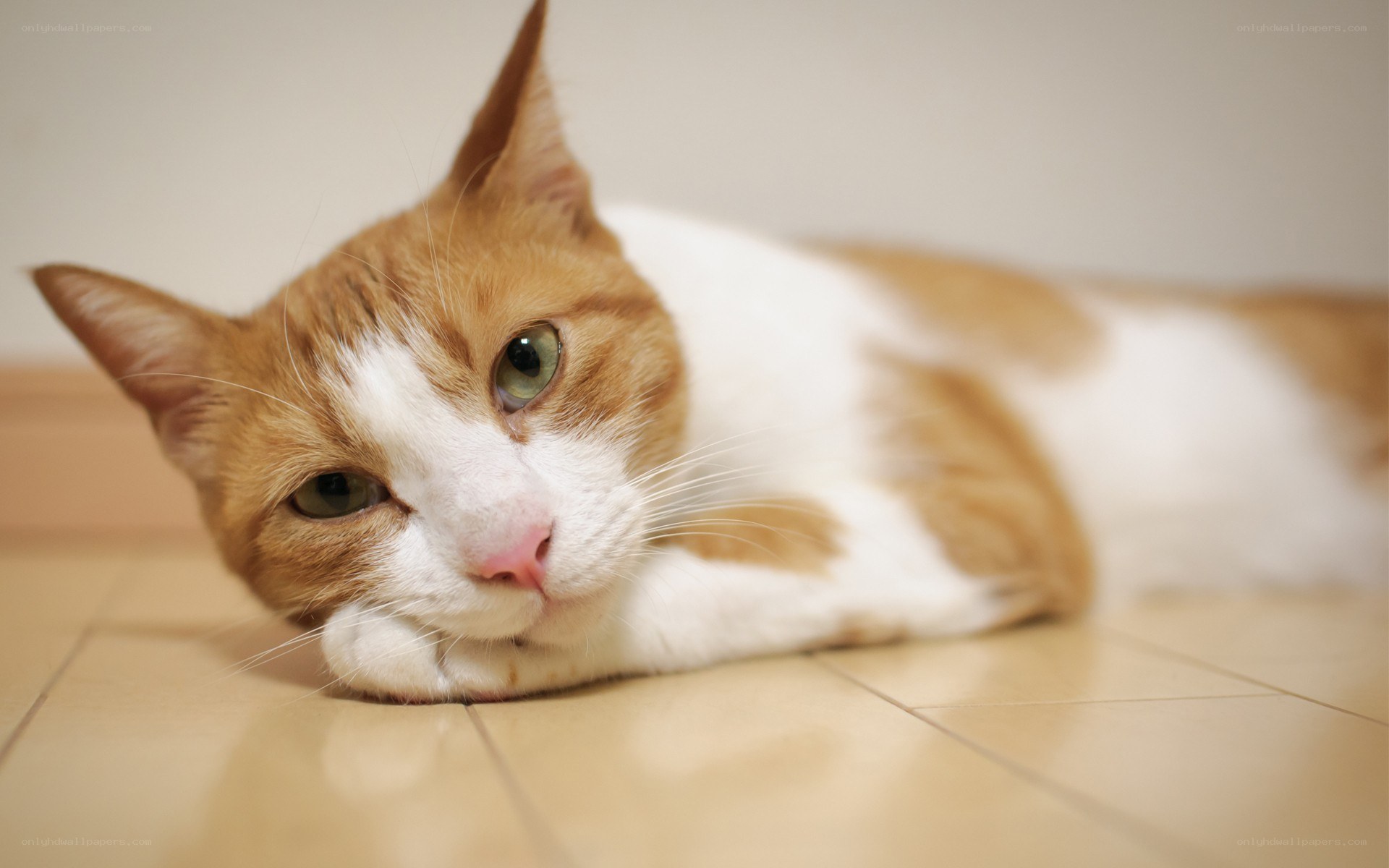 orange and white cat resting