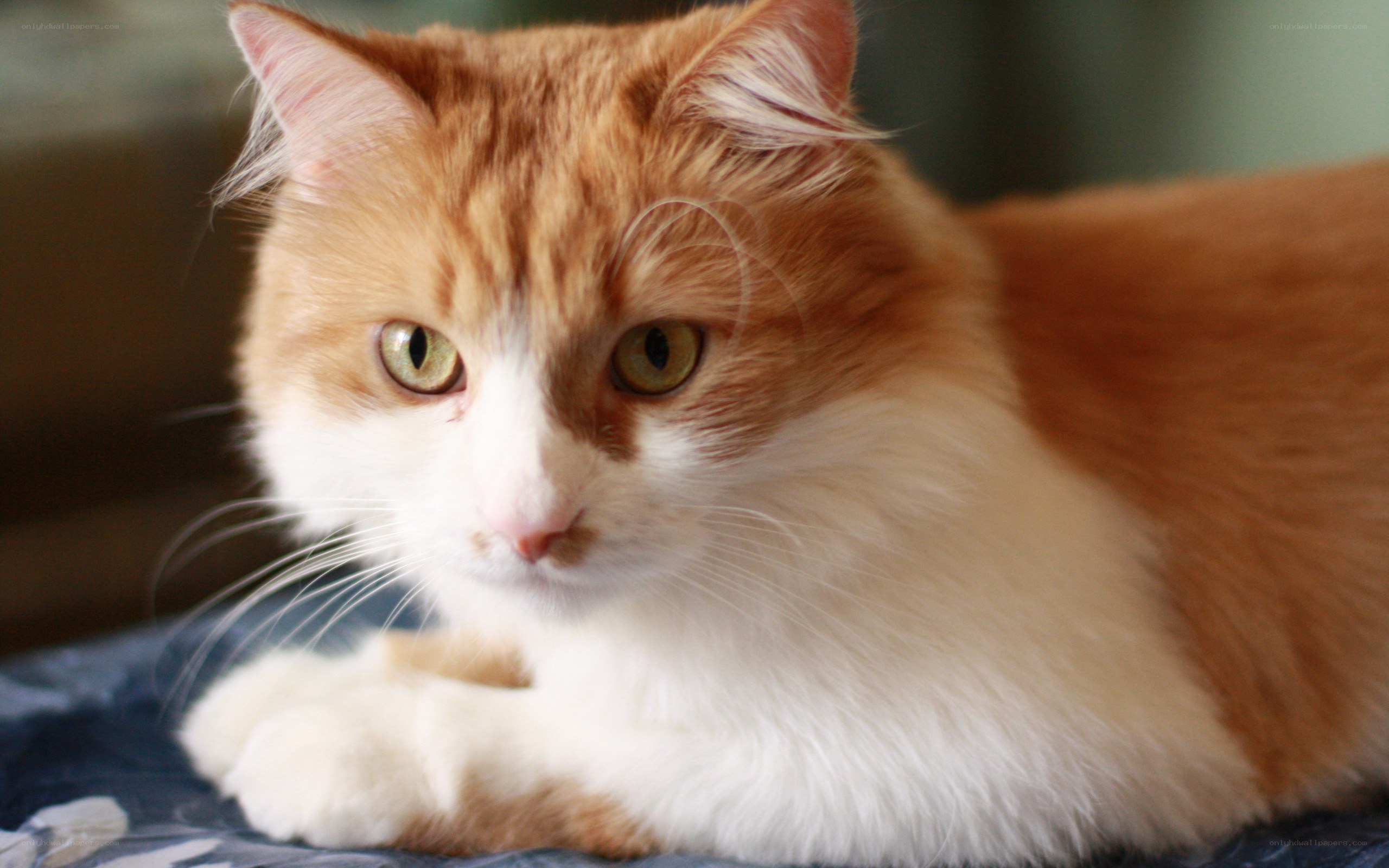 orange and white cat resting