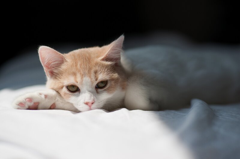 orange and white cat resting
