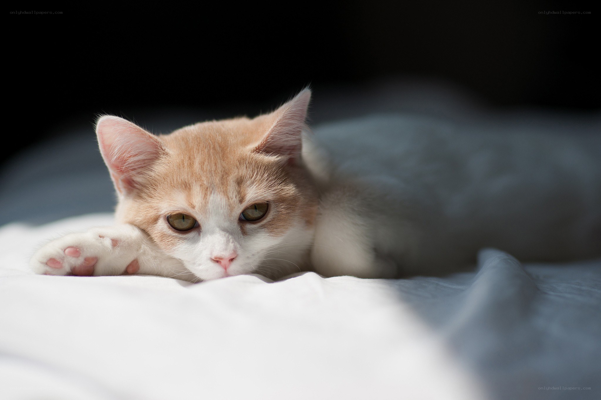 orange and white cat resting