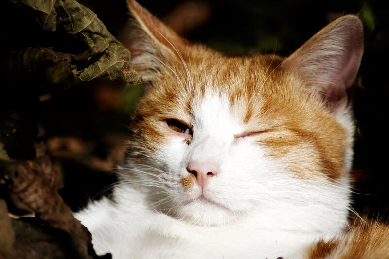 Orange and White Cat — Serene, Afternoon, Photograph, Leaf