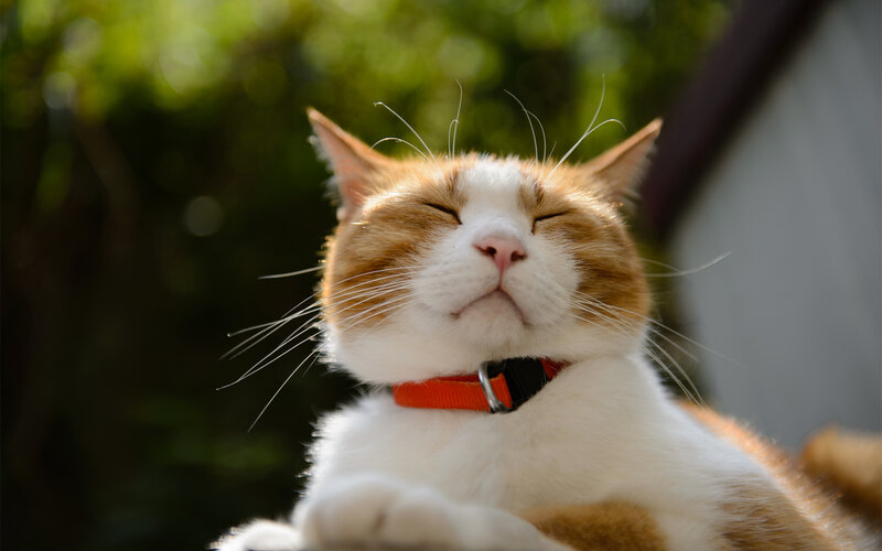 Orange and White Cat — Serene, Afternoon, Photograph