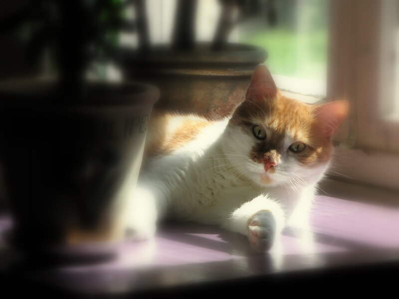Orange and White Cat — Serene, Afternoon