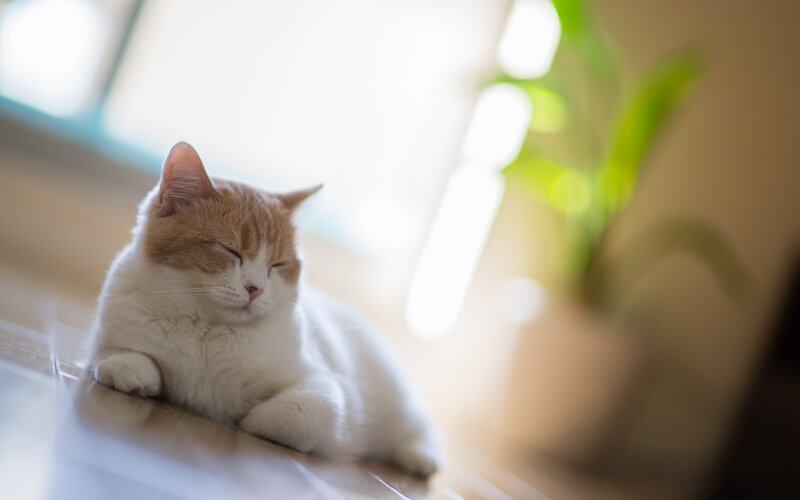 Orange and White Cat — Serene, Morning, Photograph, Plant, Floor