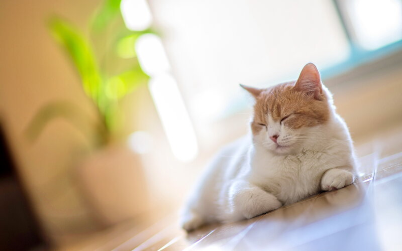 Orange and White Cat — Serene, Morning, Photograph, Plant