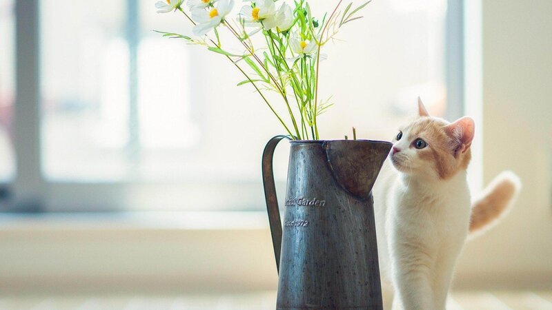 Orange and White Cat — Serene, Morning