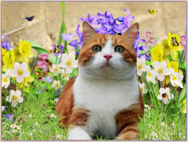 Orange and White Cat — Serene, Spring, Digital Art