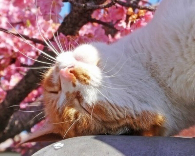 Orange and White Cat — Serene, Spring, Photograph