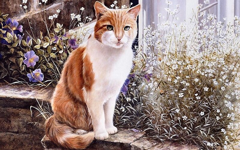 Orange and White Cat — Serene, Spring