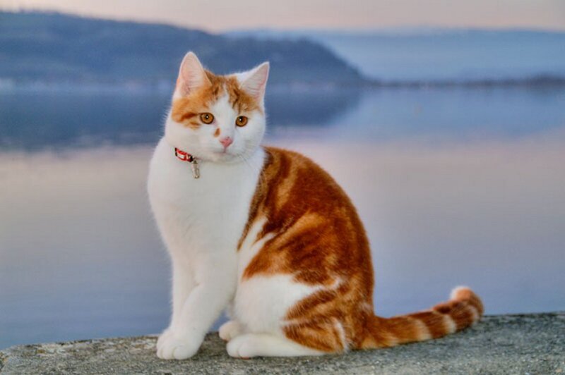 Orange and White Cat — Serene, Sunset