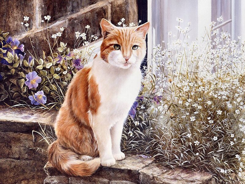 Orange and White Cat — Serene