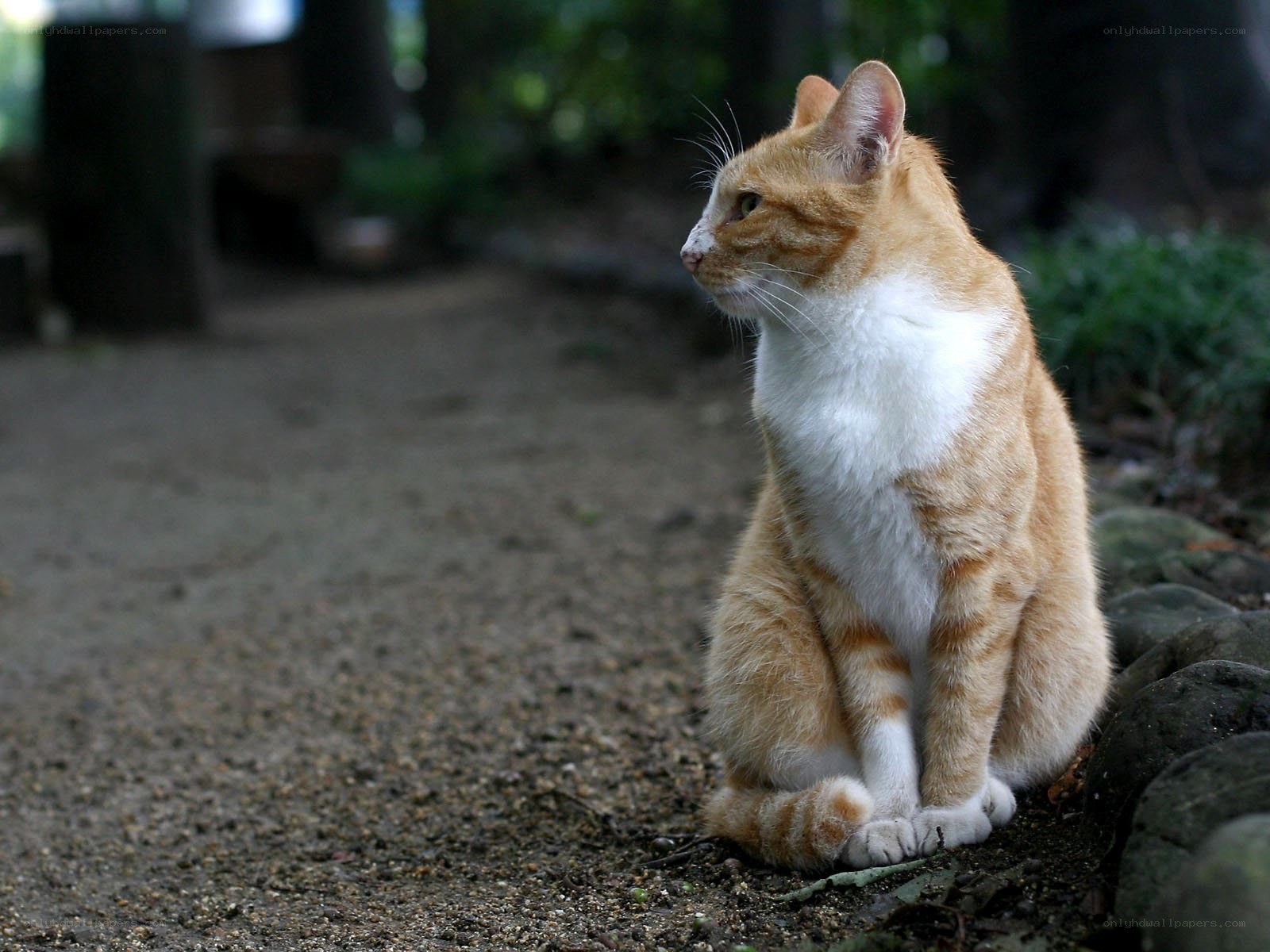 orange and white cat sitting