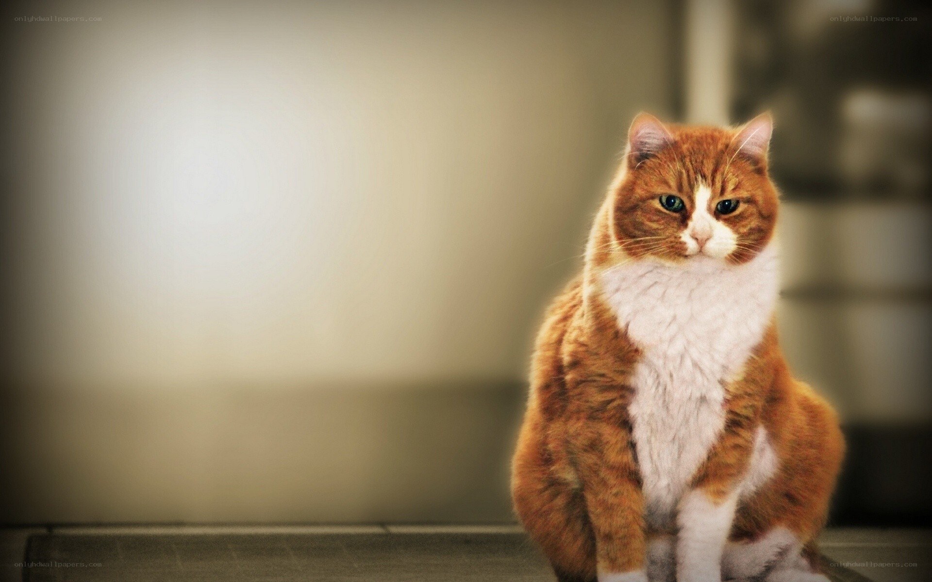 orange and white cat sitting