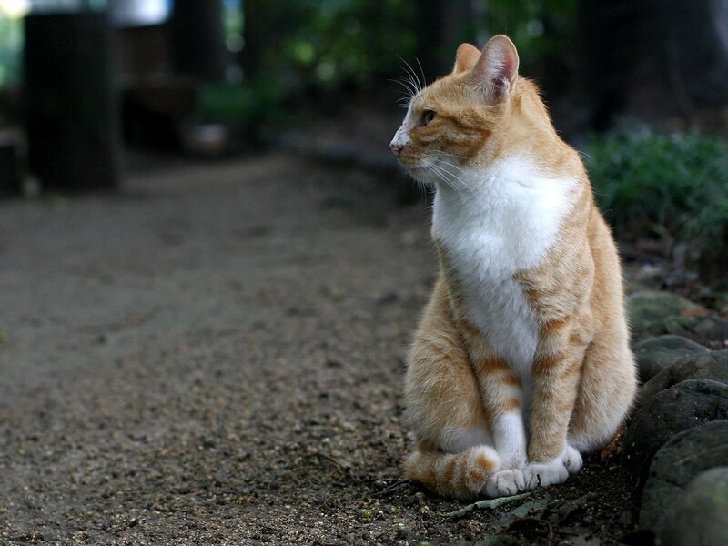 orange and white cat sitting
