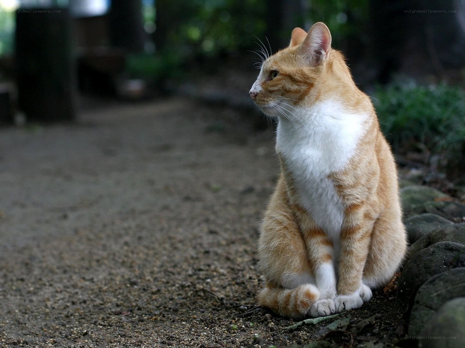 orange and white cat sitting