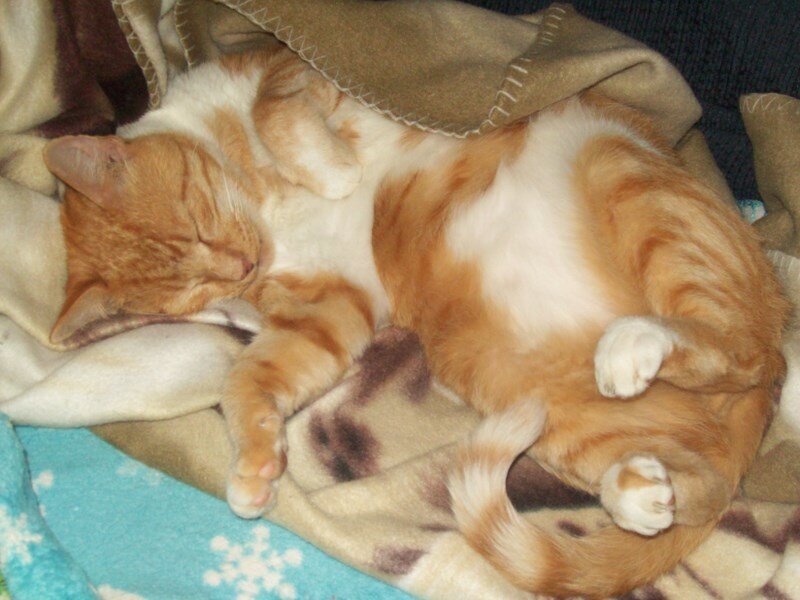 Orange and White Cat — Sleepy