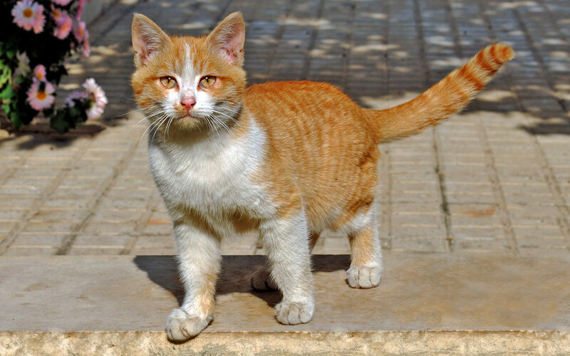 orange and white cat standing