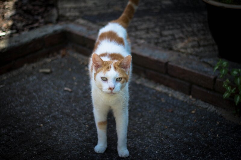orange and white cat standing