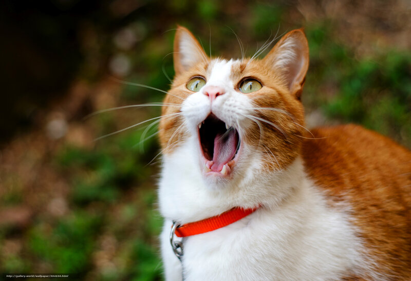 Orange and White Cat — Surprised, Photograph