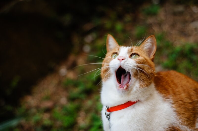 Orange and White Cat — Surprised