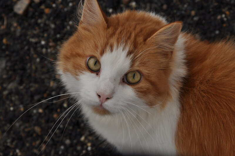 orange and white cat