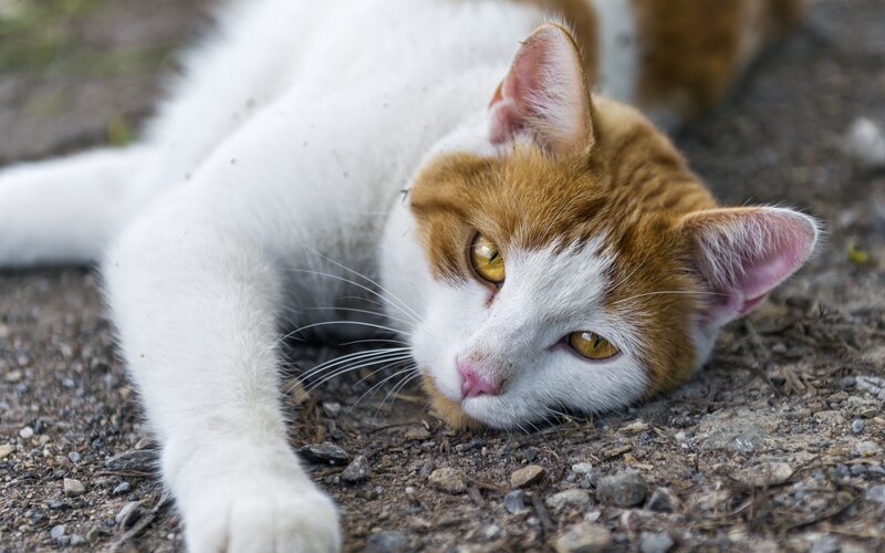 Orange-and-white Cat — White, Calm, Afternoon