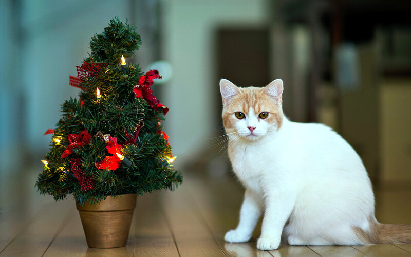 Orange-and-white Cat — White, Calm