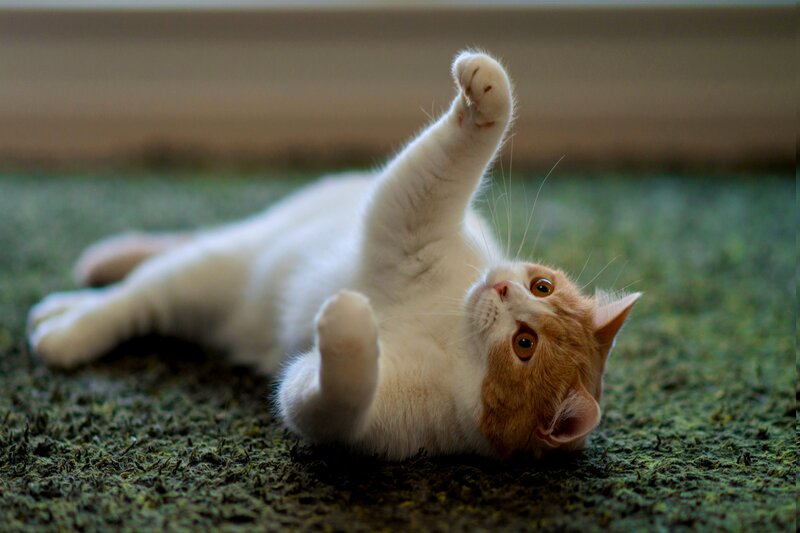 Orange-and-white Cat — White, Playful