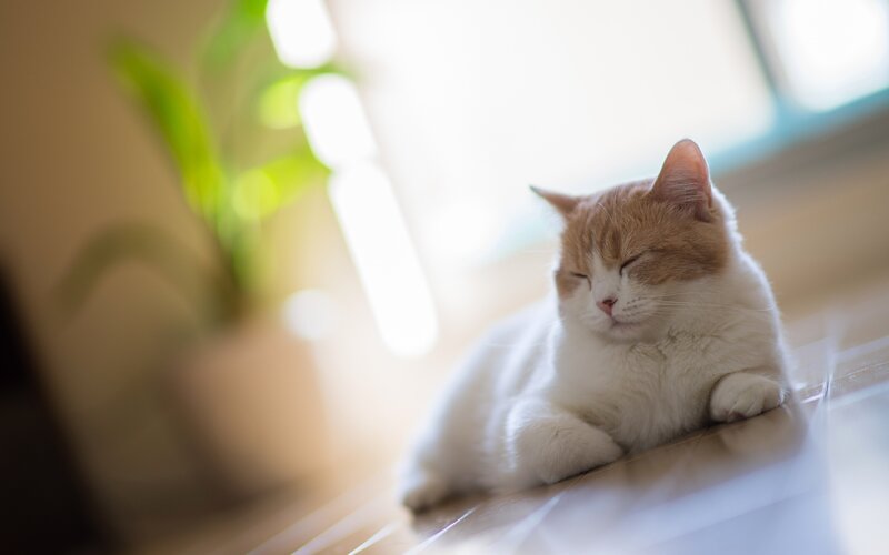 Orange-and-white Cat — White, Serene, Morning