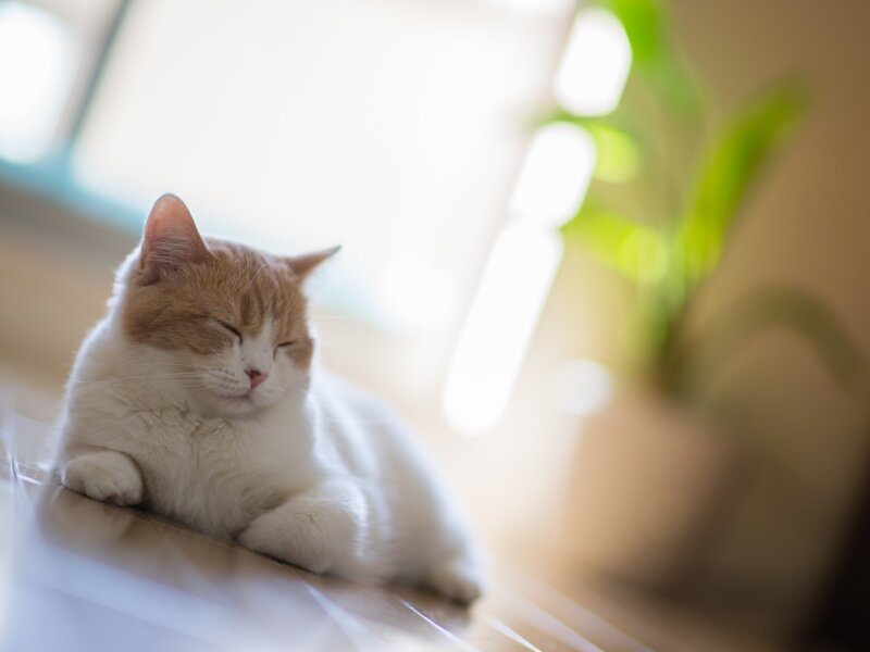 Orange-and-white Cat — White, Serene