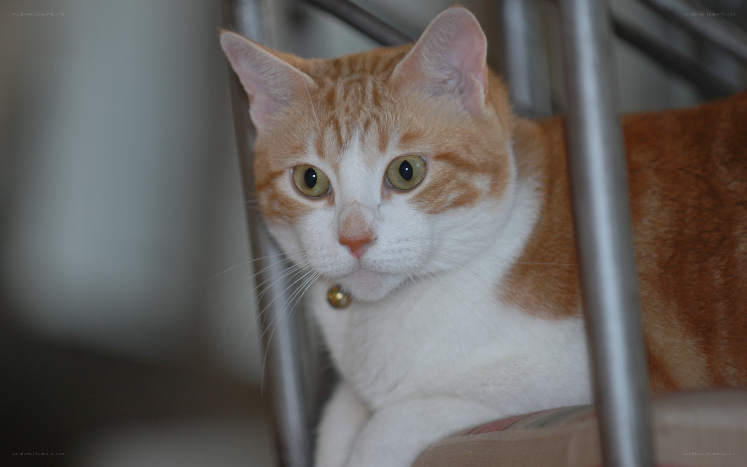 orange and white cat with bell