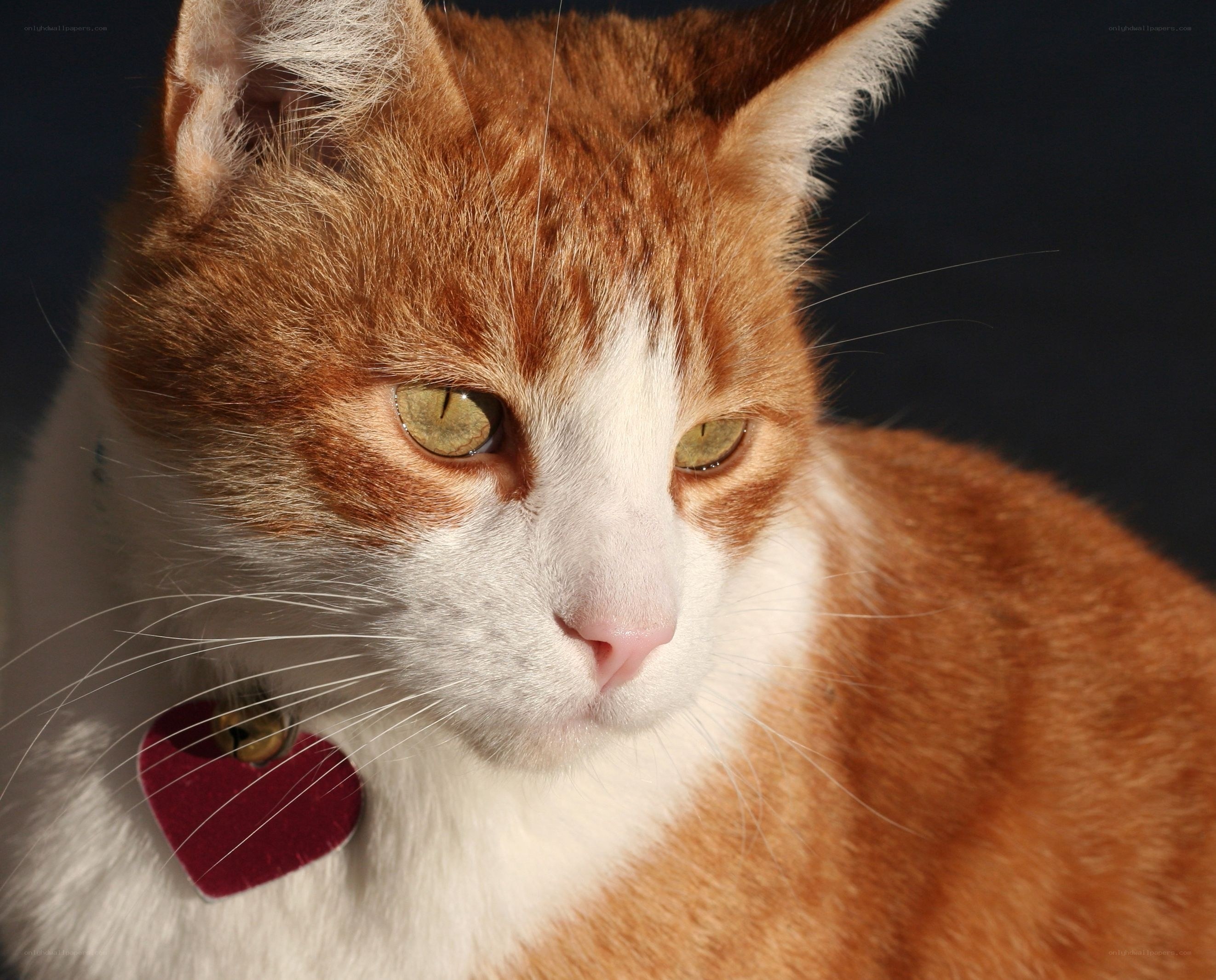 orange and white cat with heart tag