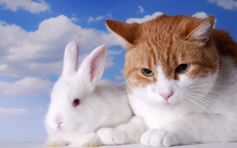Orange and White Cat with Rabbit