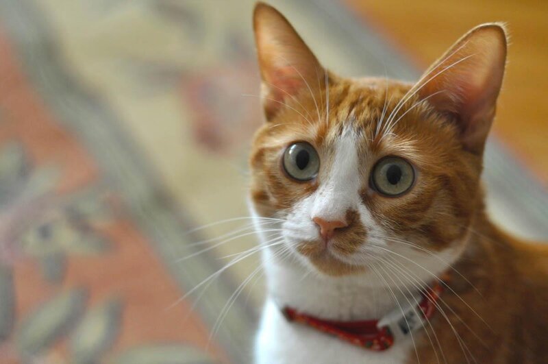 orange and white cat with wide eyes
