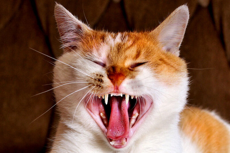 Orange and White Cat — Yawning, Photograph