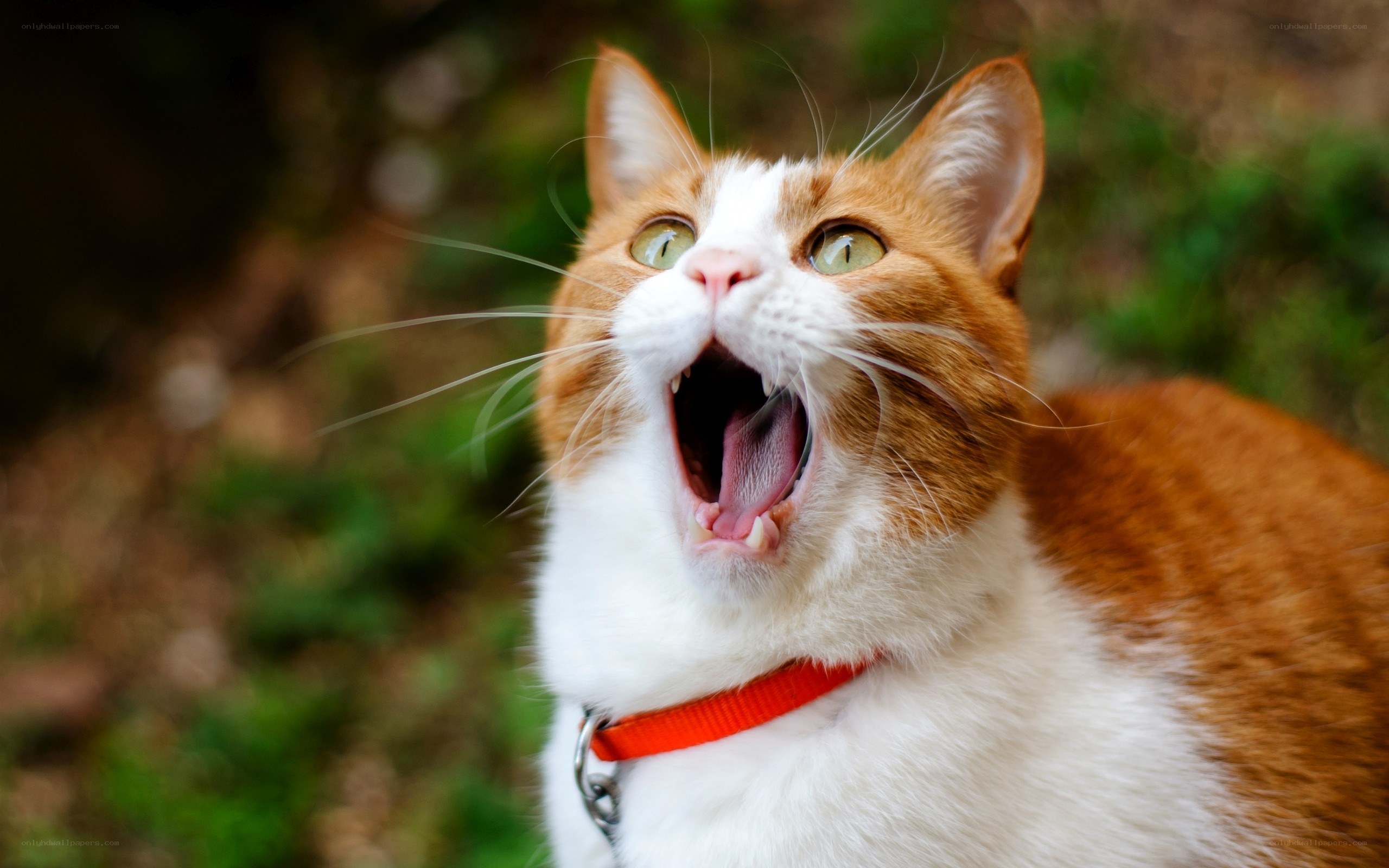 orange and white cat yawning