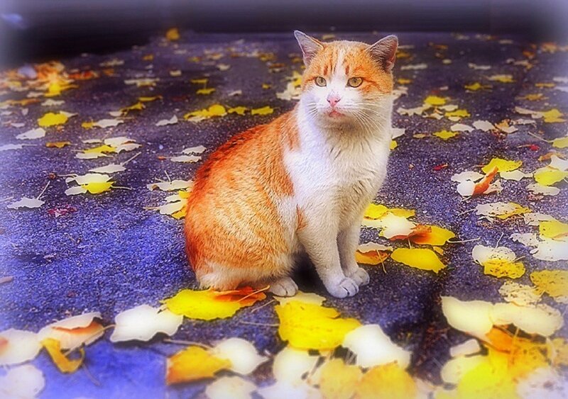 Orange and White Cat — Yellow, Calm, Autumn