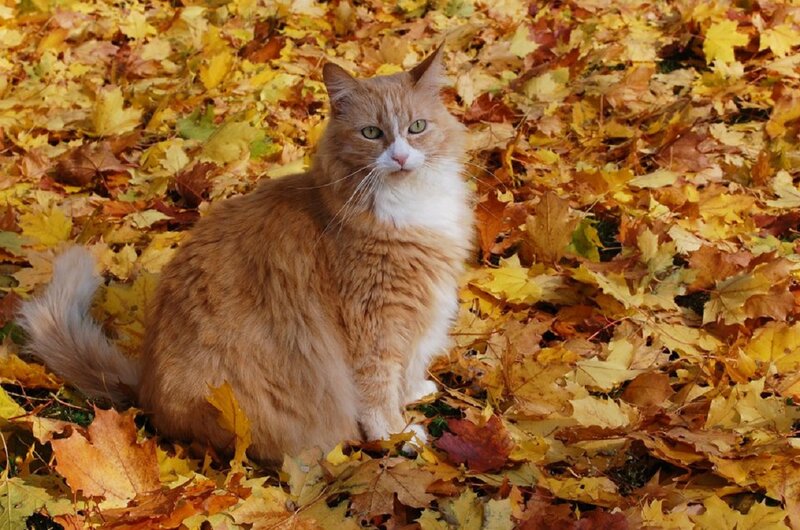 Orange and White Cat — Yellow, Calm